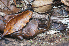Australopacifica sowerbyi