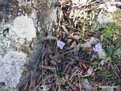 Crocus carpetanus
