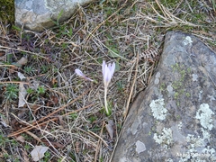 Crocus carpetanus