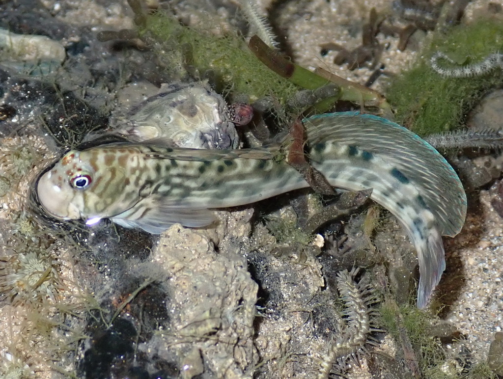 Steindachner's Rockskipper