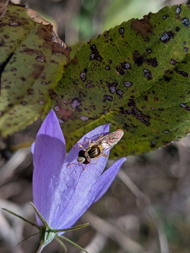 Unknown species found near Cross Plains, WI 53528, USA