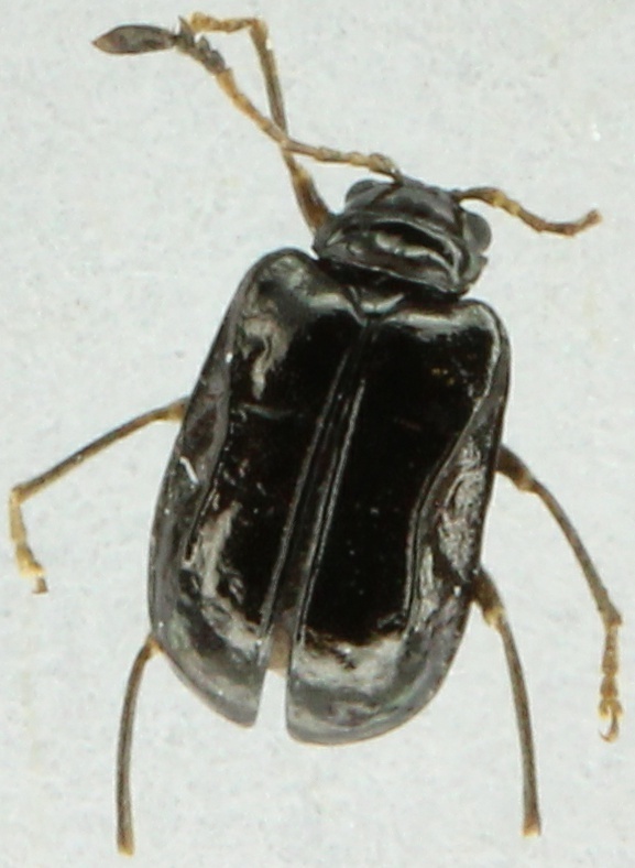 Japonitata antennata