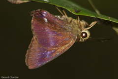 Hasora leucospila