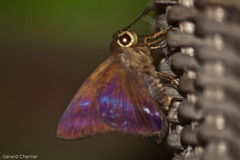 Hasora leucospila