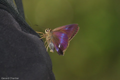 Hasora leucospila