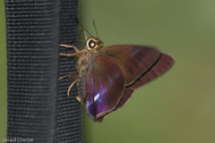 Hasora leucospila
