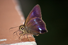Hasora leucospila