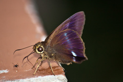 Hasora leucospila