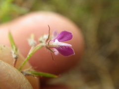 Indigofera filiformis