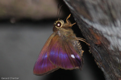 Hasora leucospila
