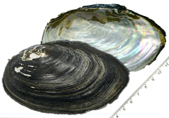 Sinanodonta schrenkii