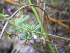 Indigofera filiformis