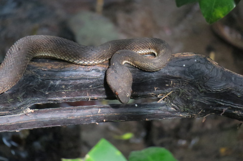 Photo of a Shore Pit Viper (Trimeresurus purpureomaculatus)