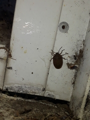 Caystrus pallidolimbatus