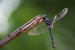 Cannaphila insularis