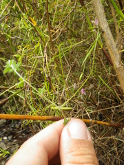 Indigofera filiformis
