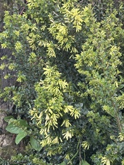Cestrum buxifolium, photograph (c) Nicolás Baresch Uribe, some rights reserved (CC BY)
