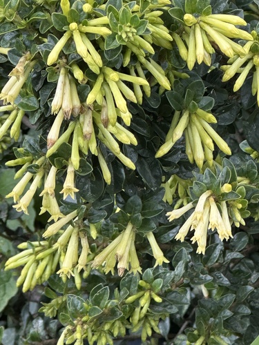Cestrum buxifolium, photograph 5