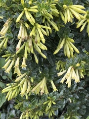 Cestrum buxifolium, photograph (c) Nicolás Baresch Uribe, some rights reserved (CC BY)