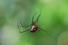 Argyrodes flavescens