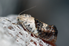 Hypertropha chlaenota