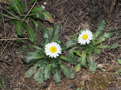 Bellis longifolia