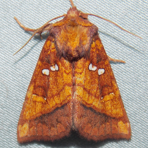 Columbine Borer Moth photo 5