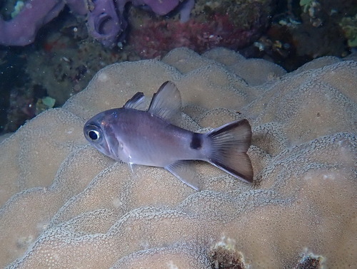 Nectamia savayensis observed 2025-05-07