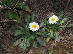 Bellis longifolia