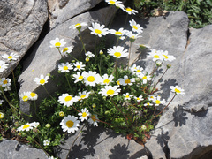 Anthemis chia