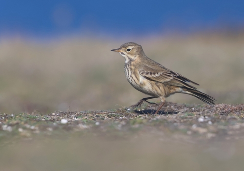 Bisbita pechianteado (Anthus rubescens)