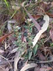 Olearia myrsinoides