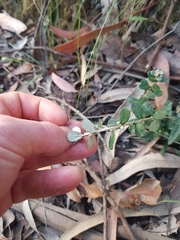 Olearia myrsinoides