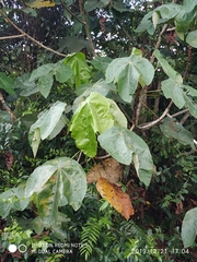 Macaranga gigantea