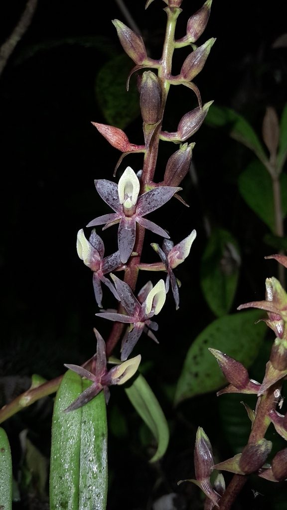 Epidendrum chondrochilum F.Lehm. & Kraenzl.