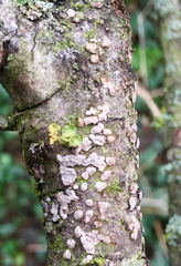 Peniophora polygonia