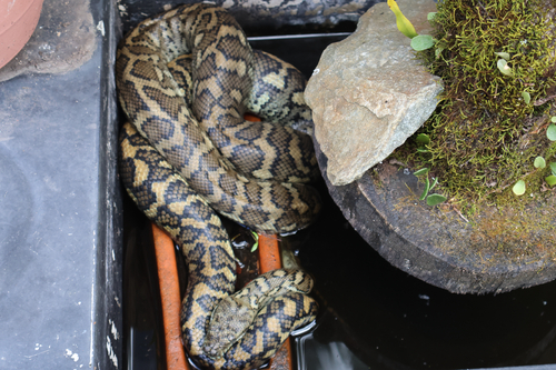 Coastal Carpet Python sighting
