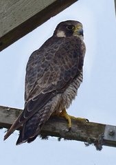 Falco peregrinus anatum