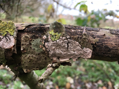 Peniophora polygonia