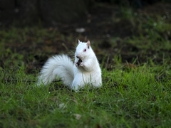 Sciurus carolinensis