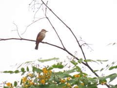 Pyrocephalus rubinus