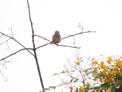 Pyrocephalus rubinus