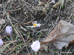 Crocus carpetanus