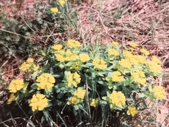 Euphorbia epithymoides