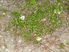 Angiospermae