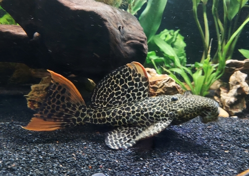 Leopard cactus pleco (Pseudacanthicus leopardus) — Loricariidae — 2