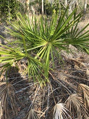 Livistona decora