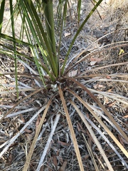 Livistona decora