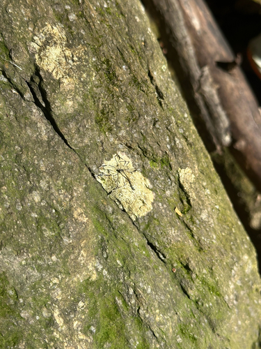 Unknown species found near Sweet Dale Ct, Springfield, VA, US