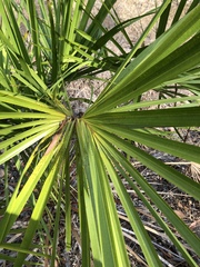 Livistona decora